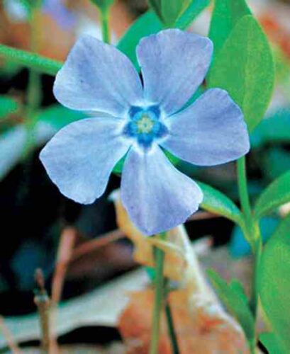 Herbal Treatments for Tinnitus